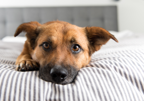Manieren om je huis puppy-proof te maken