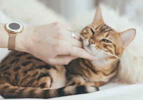 Wann ist meine Katze ein Senior?